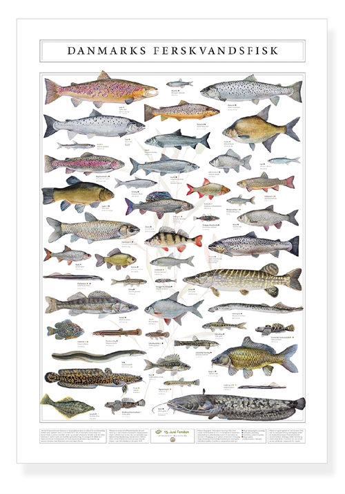 Plakat med Danmarks ferskvandsfisk