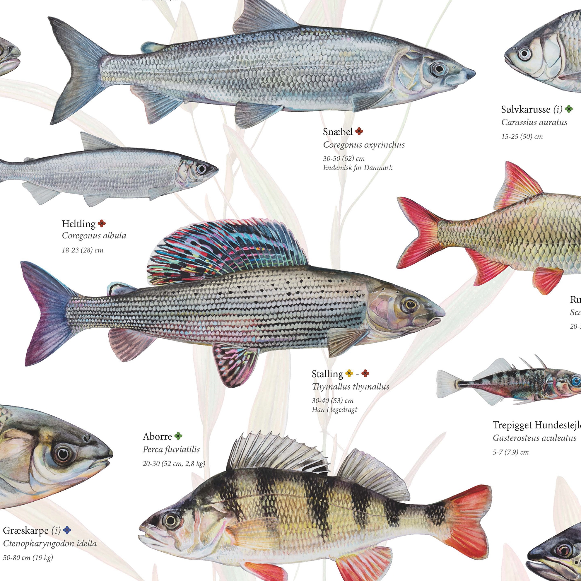 Nyhed: Flot plakat samtlige ferskvandsfisk.