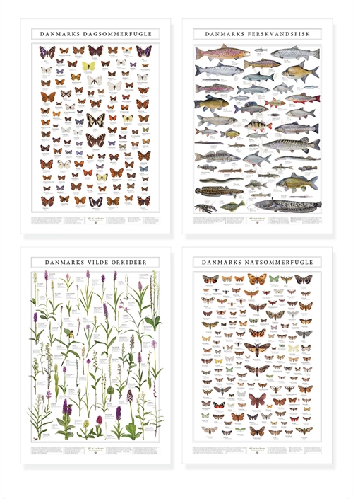 Rabat 4 NATURPLAKATER: Dagsommerfugleplakat, Natsommerfugleplakat, Orkidèplakat, Fiskeplakat