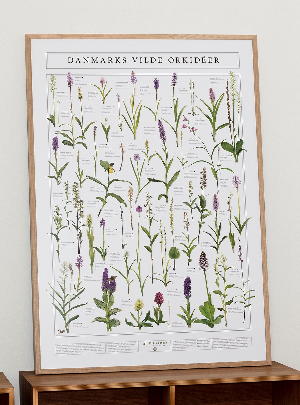 Plakat Danmarks orkideer. 70x100 cm. OBS: Fotografier