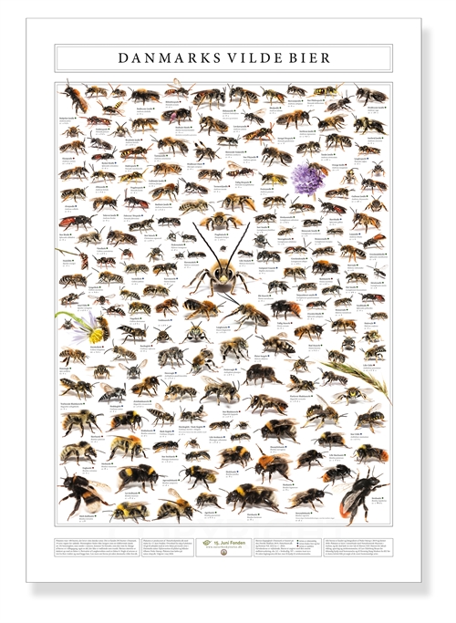 NYHED - Plakat med 100 vilde danske bier