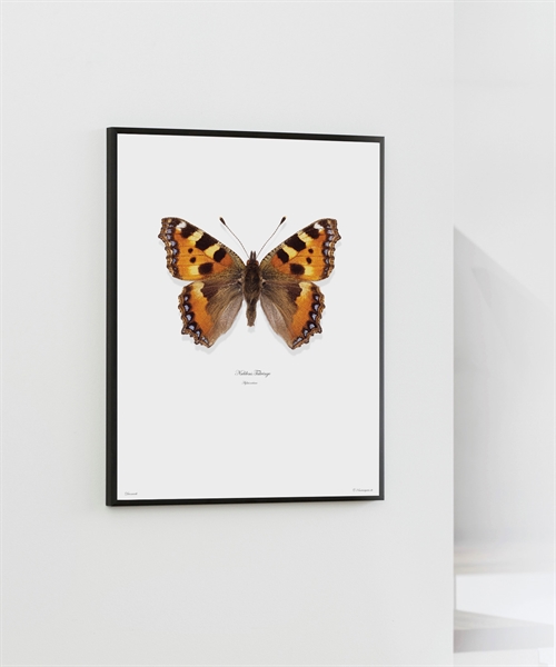 Nældens Takvinge. Flot Plakat med dagsommerfugl. 40x50 cm.
