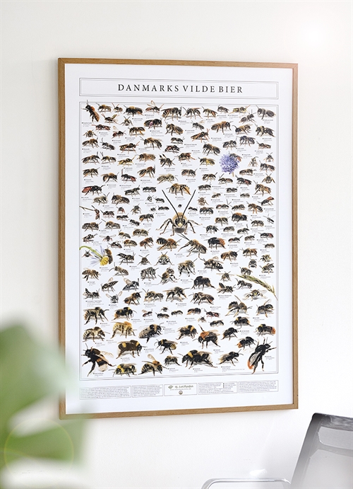 NYHED - Plakat med 100 vilde danske bier