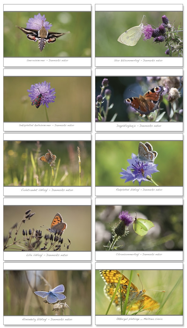 Sommerfugleplakat, postkort, natur, sommerfugl, sommerfuglearter, naturpostkort, nældens takvinge, dagpåfugleøje, børneværelse