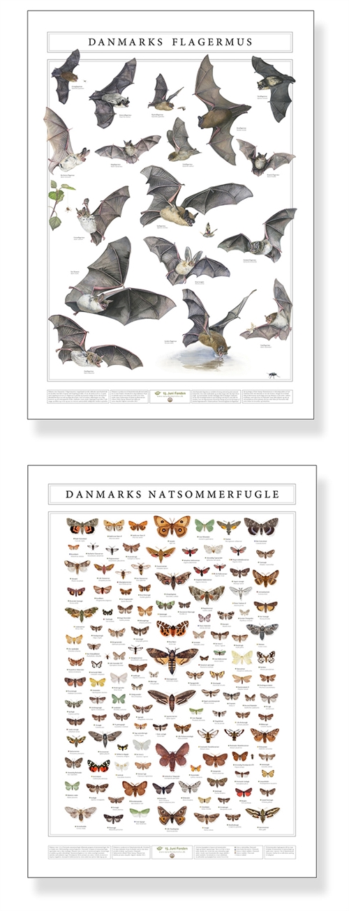 RABAT ved køb af begge plakater med natsommerfugle og flagermus